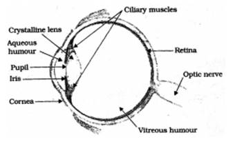 Human Eye and Colourful World class 10 Notes Science