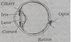 NCERT Solutions for Class 8 Science Light